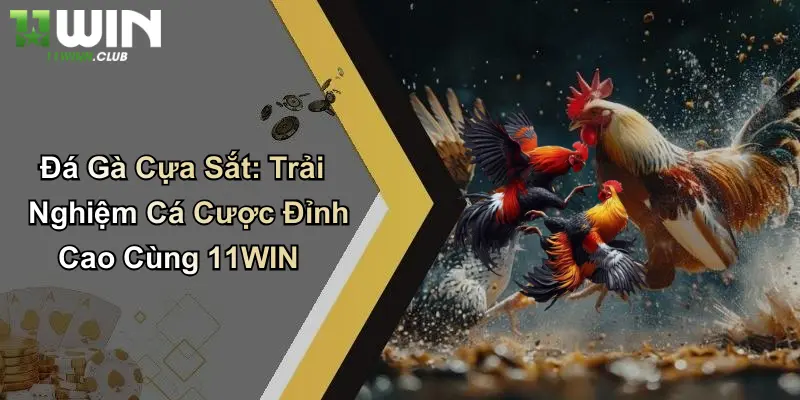 Đá Gà Cựa Sắt: Trải Nghiệm Cá Cược Đỉnh Cao Cùng 11WIN 3 Đá Gà Cựa Sắt: Trải Nghiệm Cá Cược Đỉnh Cao Cùng 11WIN