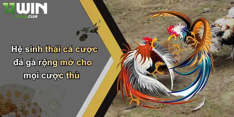 Đá Gà Thomo: Trải Nghiệm Cá Cược Đỉnh Cao Độc Quyền Tại 11WIN 4 Hệ sinh thái cá cược đá gà rộng mở cho mọi cược thủ