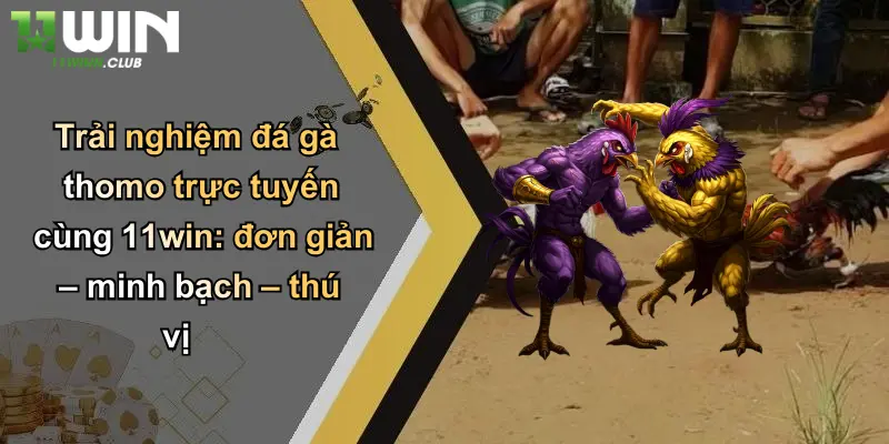 Đá Gà Thomo: Trải Nghiệm Cá Cược Đỉnh Cao Độc Quyền Tại 11WIN 3 Trải nghiệm đá gà thomo trực tuyến cùng 11win: đơn giản – minh bạch – thú vị
